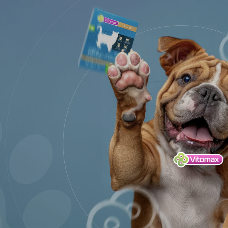 Pet shop promotion case